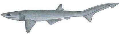 Shark (Heptranchias perlo)