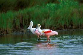 Spoonbill (Platalea ajaja)