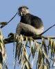 (Trachypithecus vetulus)