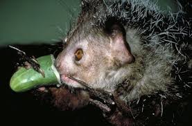 Daubentonia madagascariensis
