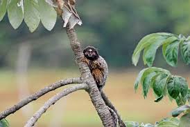 Callithrix flaviceps