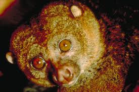 Perodicticus potto