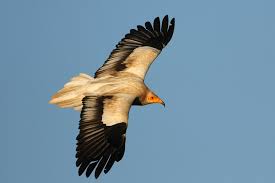 Socotra Buzzard Buteo