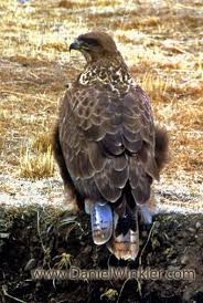 Buteo hemilasius.