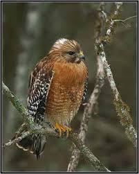Hawk - Buteo lineatus