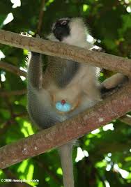 (Cercopithecus aethiops)