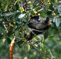 Red-tailed