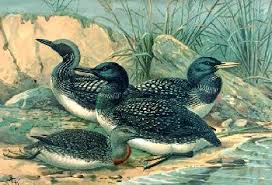 Gaviiformes: Colymboides