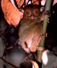 Image of: Tarsius bancanus
