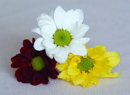 Flores de margaritas