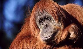 (Semnopithecus vetulus