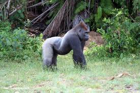 near forest edge in Gabon