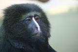 Cercopithecus hamlyni