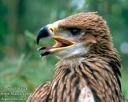 Aquila heliaca Imperial Eagle