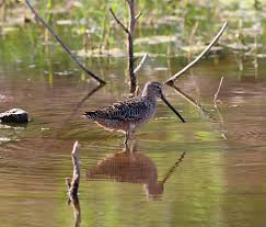 (Limnodromus scolopaceus)