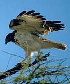 Accipiter melanoleucus