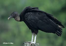 Black Vulture Coragyps atratus