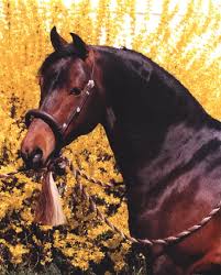 Stallions Standing at Aranaway