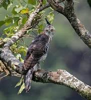 Ornate Hawk-Eagle (Spizaetus