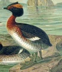 Ушат гмурец (Podiceps auritus)