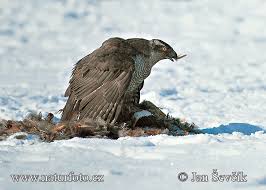 Accipiter gentilis Pictures