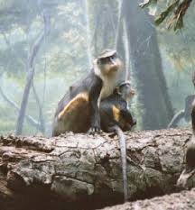 Wolf's Monkey (Cercopithecus