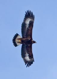 (Aquila chrysaetos) “The