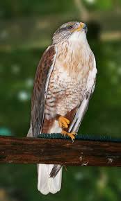 Hawk | Buteo regalis photo