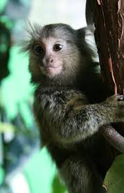 Callithrix jacchus