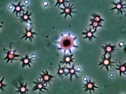 Compare the size of ascospores