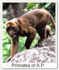 (Trachypithecus pileatus),