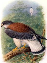 Hawk, Buteo polyosoma,