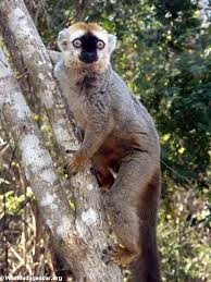 Eulemur fulvus rufus