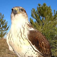 (Male) (Buteo regalis)
