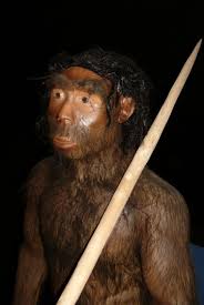 Primates: Hominidae