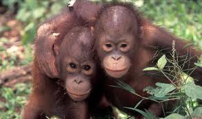 Orang-utans (Pongo pygmaeus)