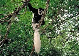 Colobus Monkey.