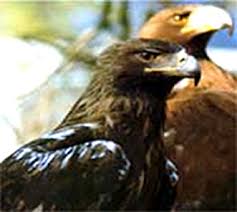 Aquila adalberti