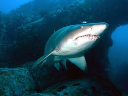 shark Carcharias taurus is