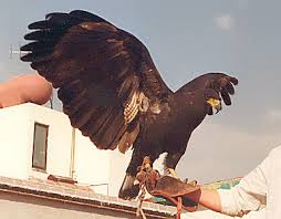 Aves raras de Los Tuxtlas
