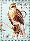 Buzzard Buteo auguralis