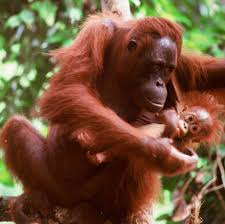 that's pongo pygmaeus