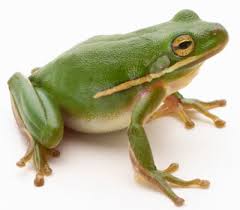 a frog's survival