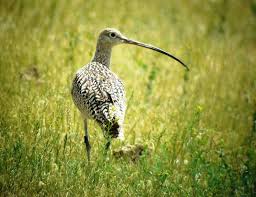 (Numenius americanus) is