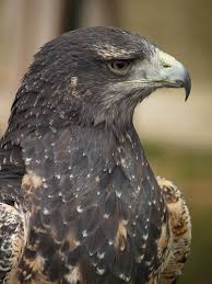 (Geranoaetus melanoleucus)