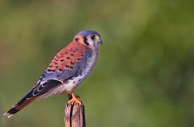 Falco sparverius