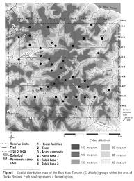 Saguinus bicolor along the
