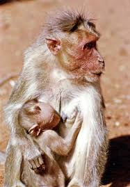 Bonnet monkey (Macaca radiata)