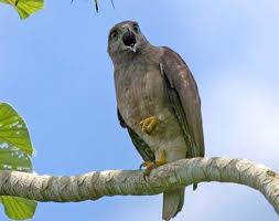 Ridgway's Hawk