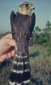 FALCO COLUMBARIUS